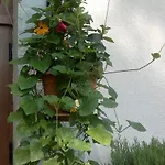 Kalia, Sunny Apartment Slantschew brjag