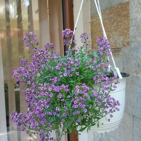 Kalia, Sunny * Сонячний Берег