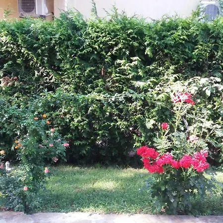 Kalia, Sunny Сонячний Берег