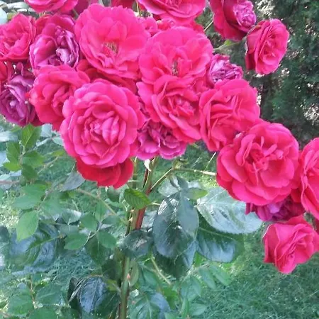 Kalia, Sunny Апартаменти *