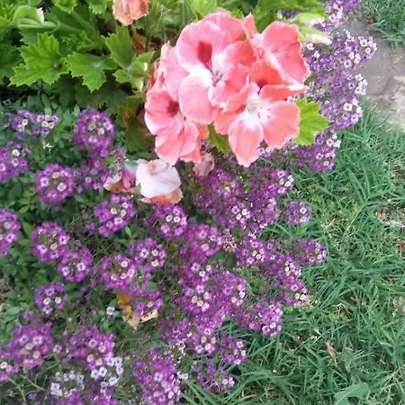 Kalia, Sunny Сонячний Берег