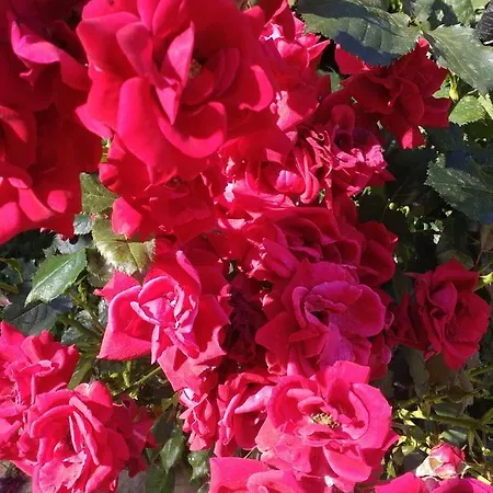 Apartment Kalia, Sunny Sunny Beach