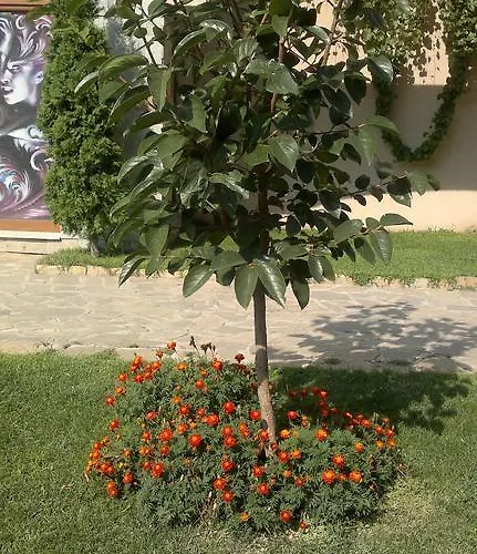 Kalia, Sunny * 阳光海滩