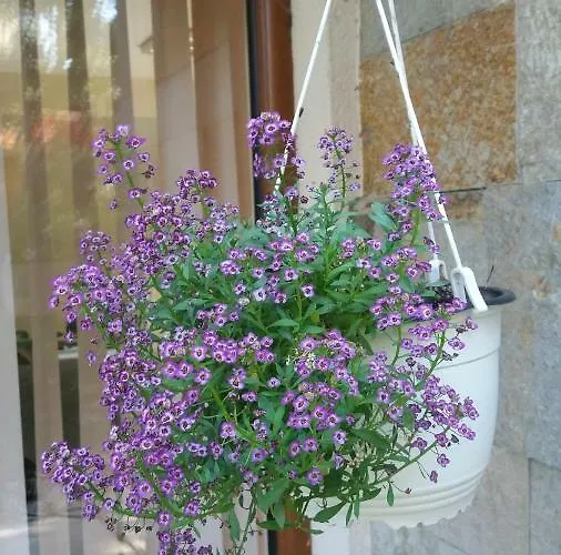 Kalia, Sunny * 阳光海滩