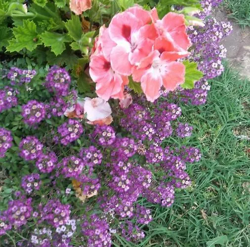 Kalia, Sunny 阳光海滩