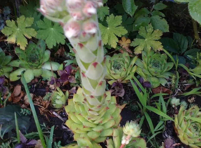 Kalia, Sunny * 阳光海滩