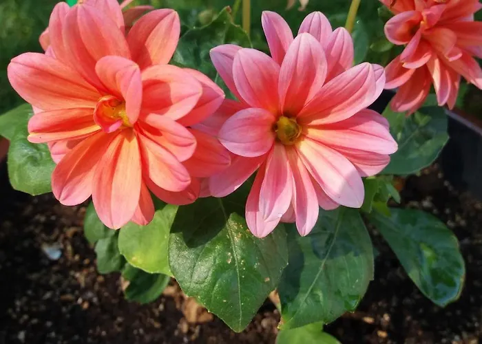 公寓 Kalia, Sunny *