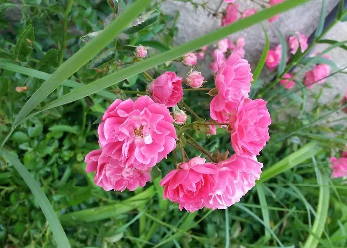 Kalia, Sunny 阳光海滩