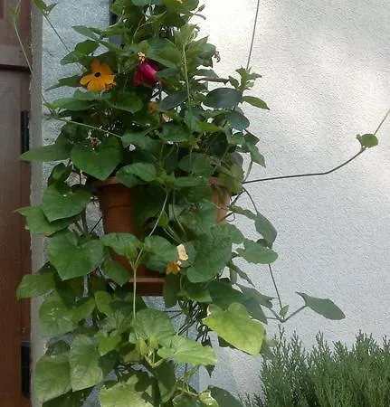 Kalia, Sunny Apartament Słoneczny Brzeg