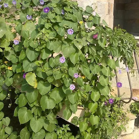 Apartament Kalia, Sunny *