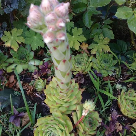 Kalia, Sunny * Słoneczny Brzeg