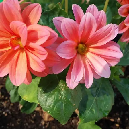 Apartament Kalia, Sunny *