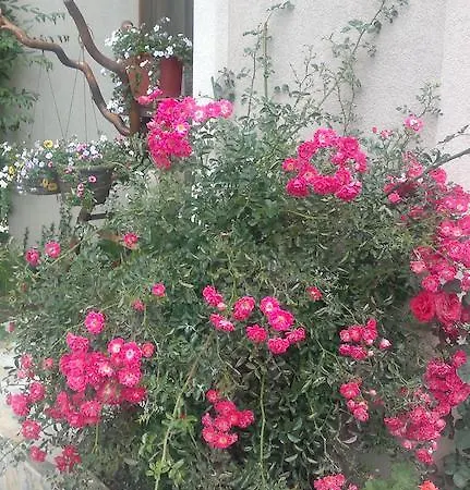 Kalia, Sunny Apartament *