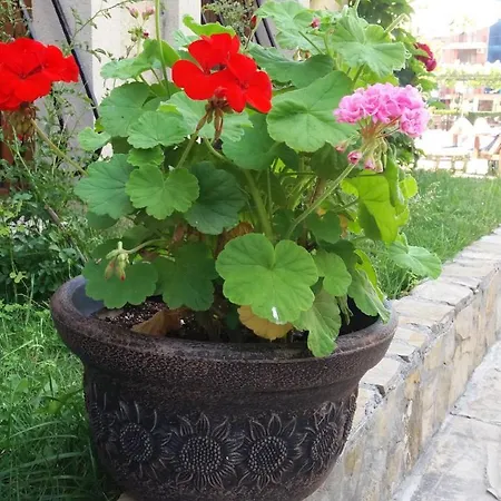 Apartament Kalia, Sunny Sunny Beach