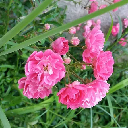 Kalia, Sunny Sunny Beach