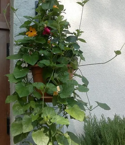 Kalia, Sunny Apartamento Sunny Beach