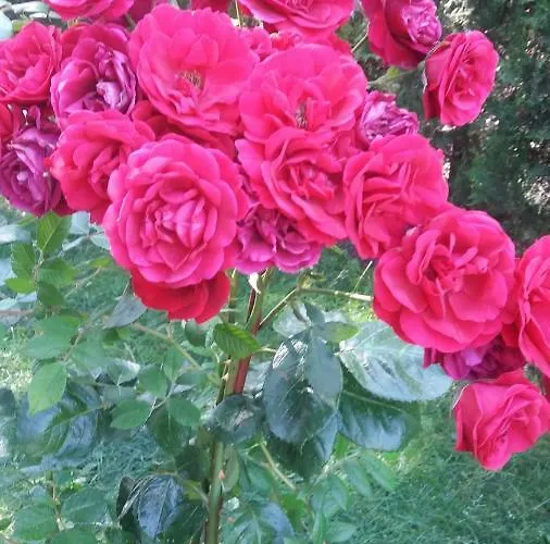 Kalia, Sunny Apartamento *