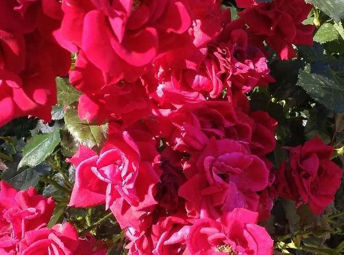 Apartamento Kalia, Sunny Sunny Beach